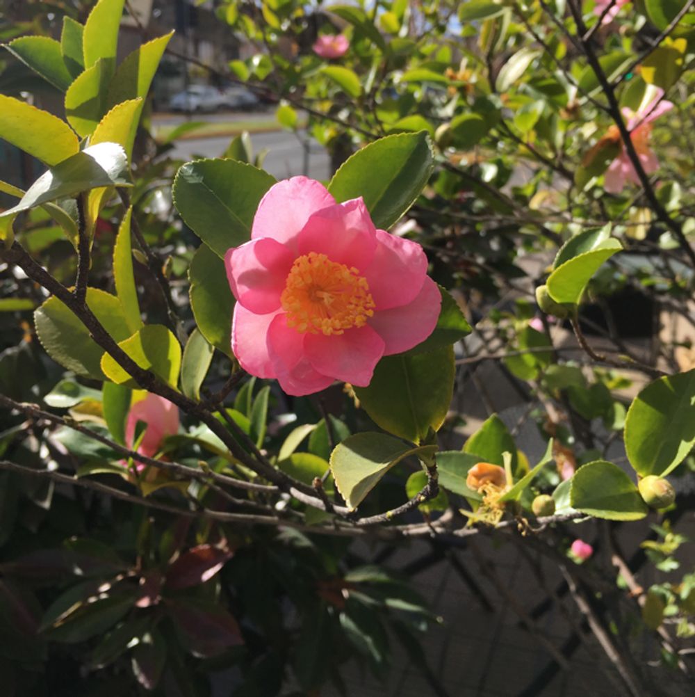 Japanese camellia