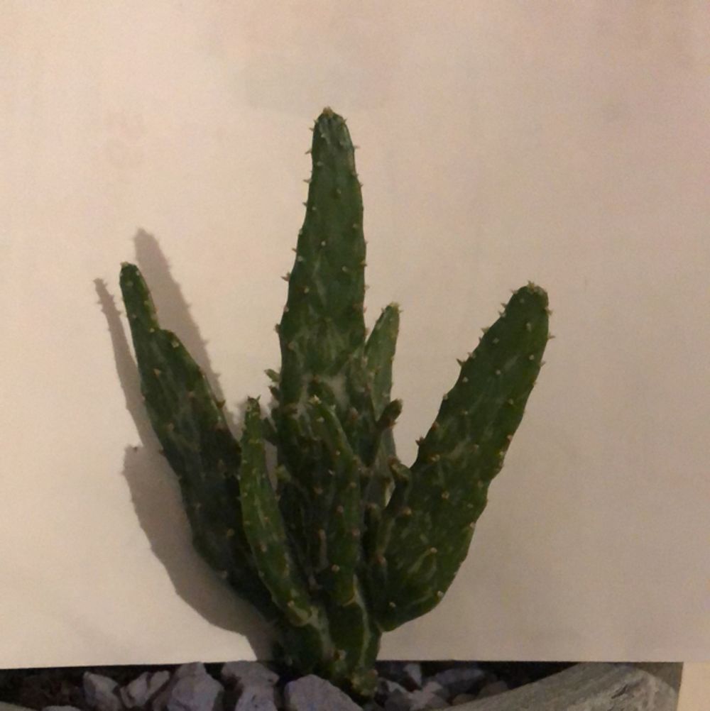 dracaena lemon lime Dracaena Lemon Lime, 10” pot – Green Millennium