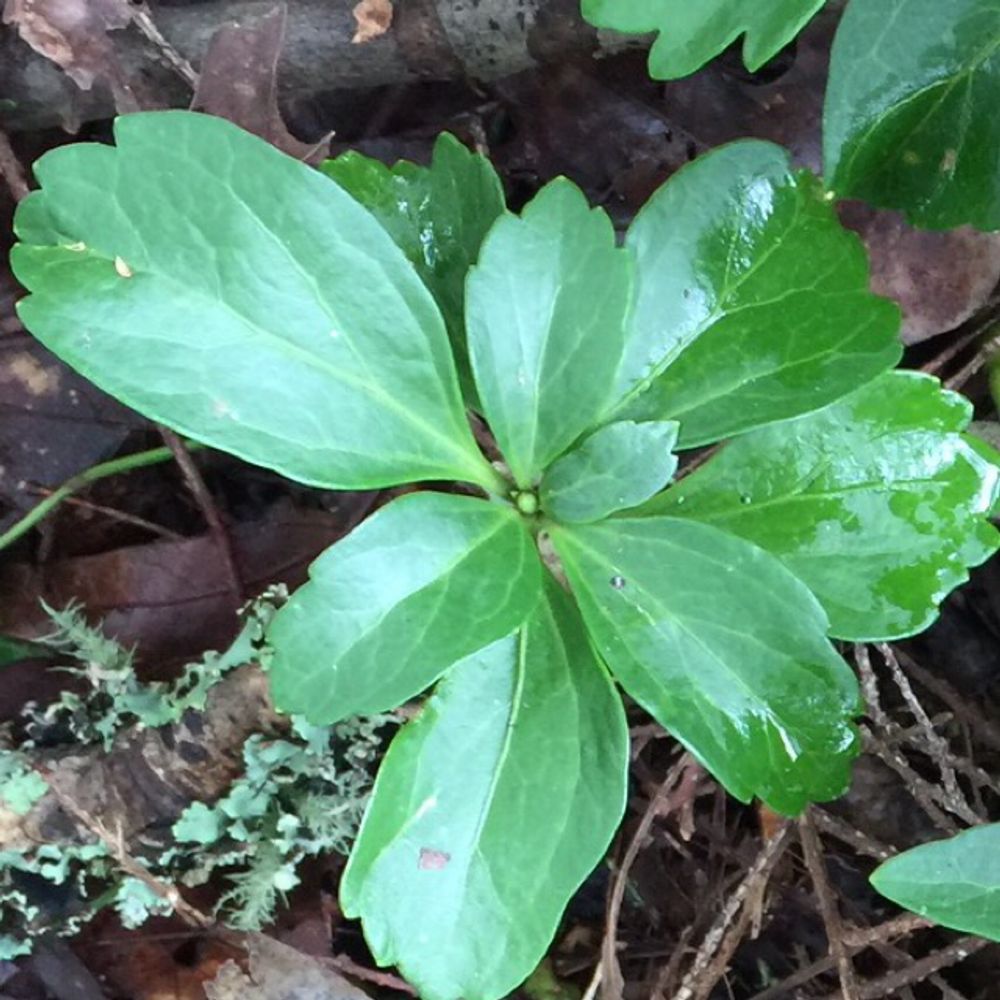 Japanese spurge