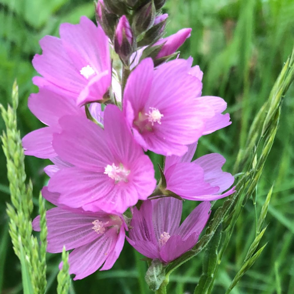 Mexican checkermallow
