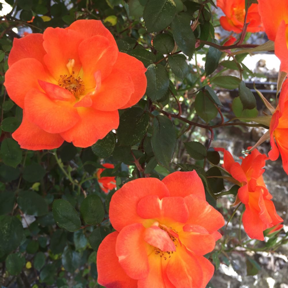 Austrian copper rose