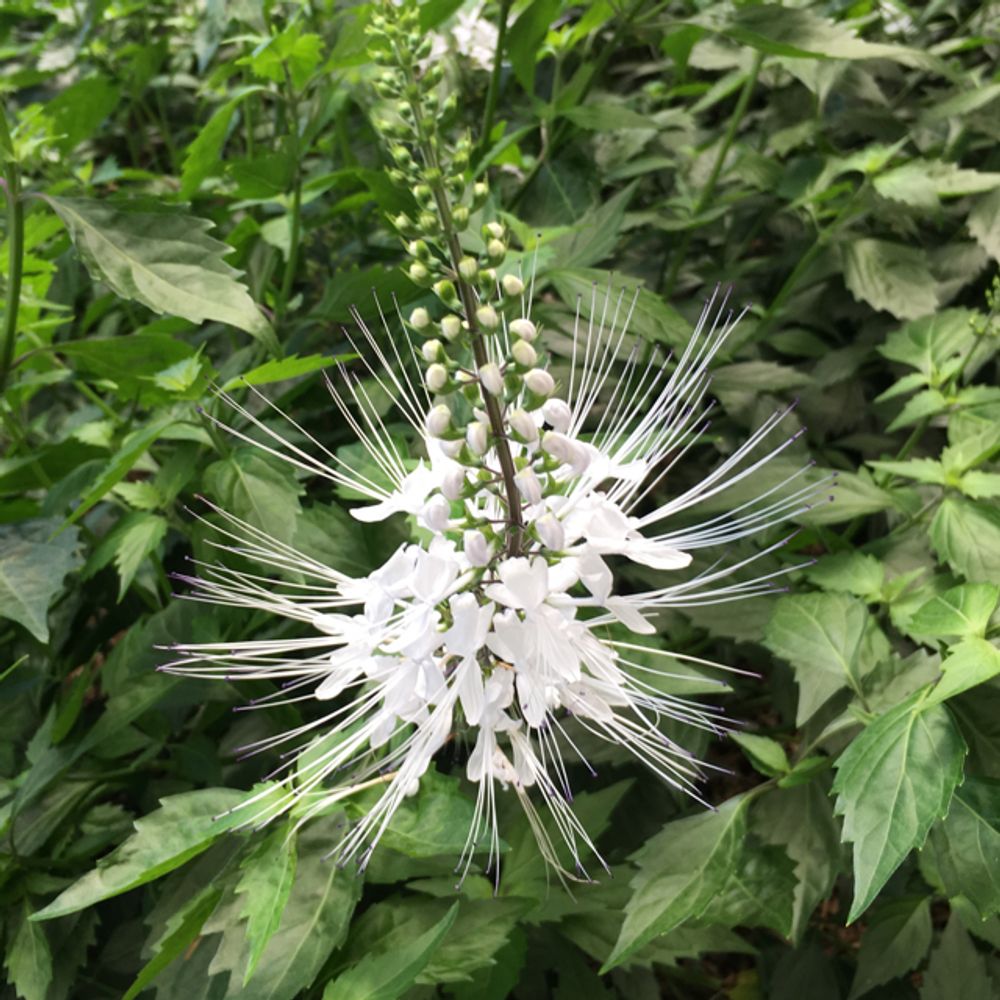 Cat's whiskers