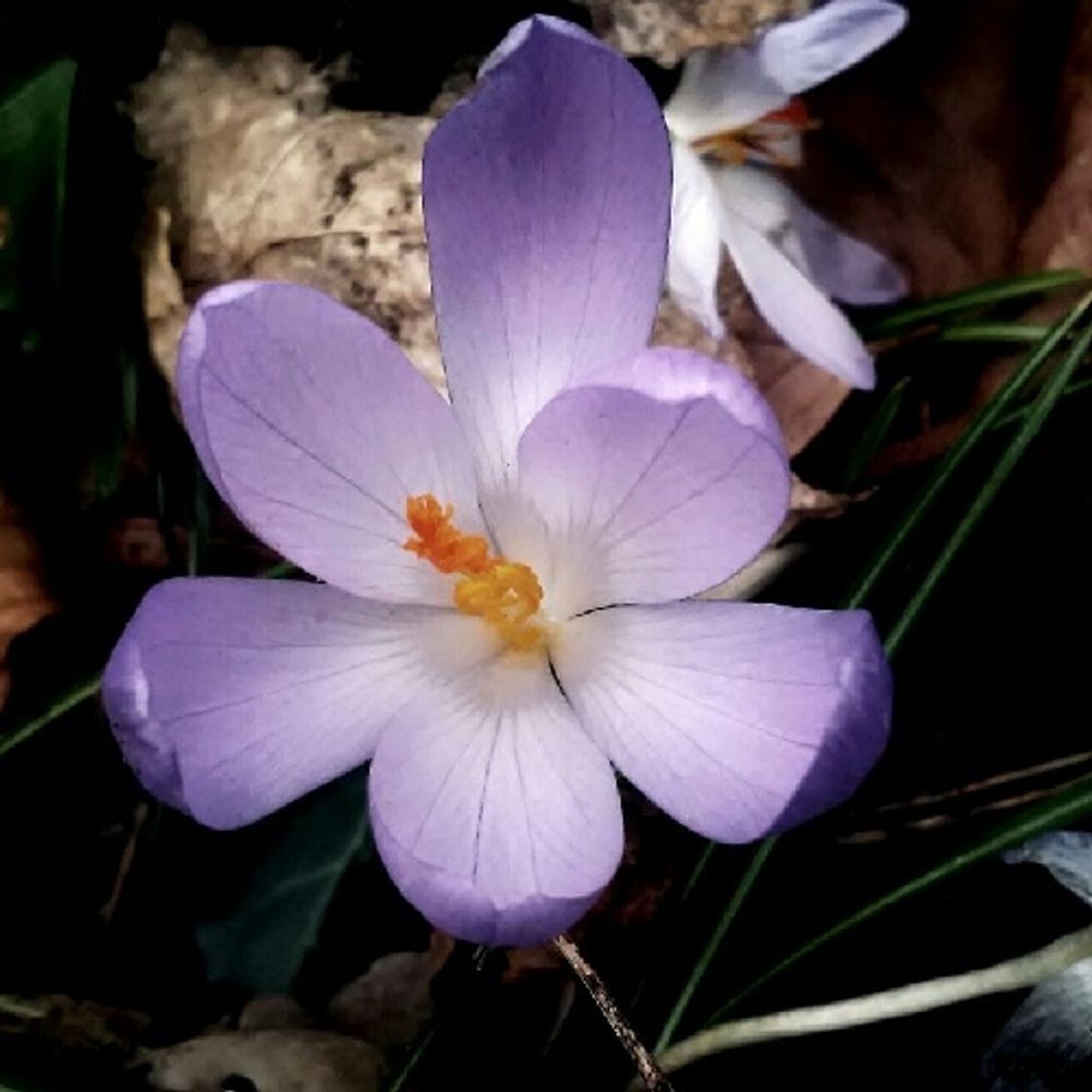 Spring crocus