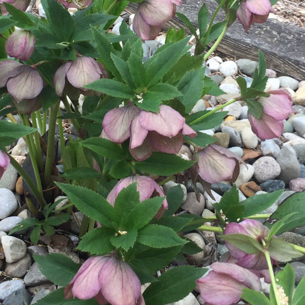 Lenten rose