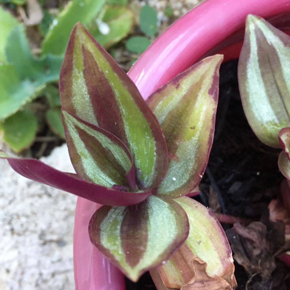 Wandering jew