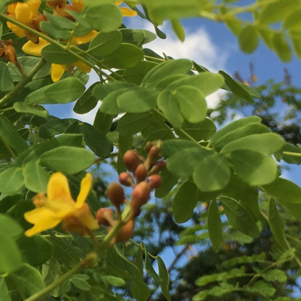 Wild senna