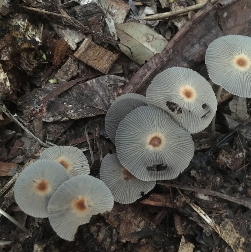 Pleated inkcap