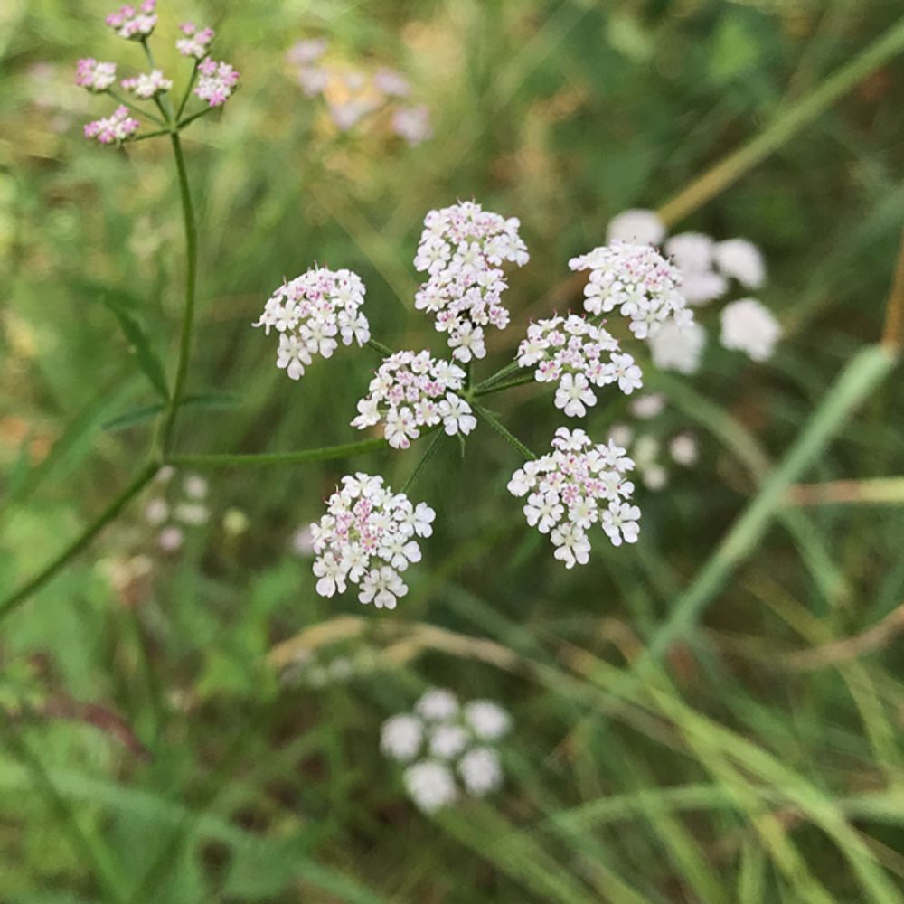 Japanese hedge-parsley