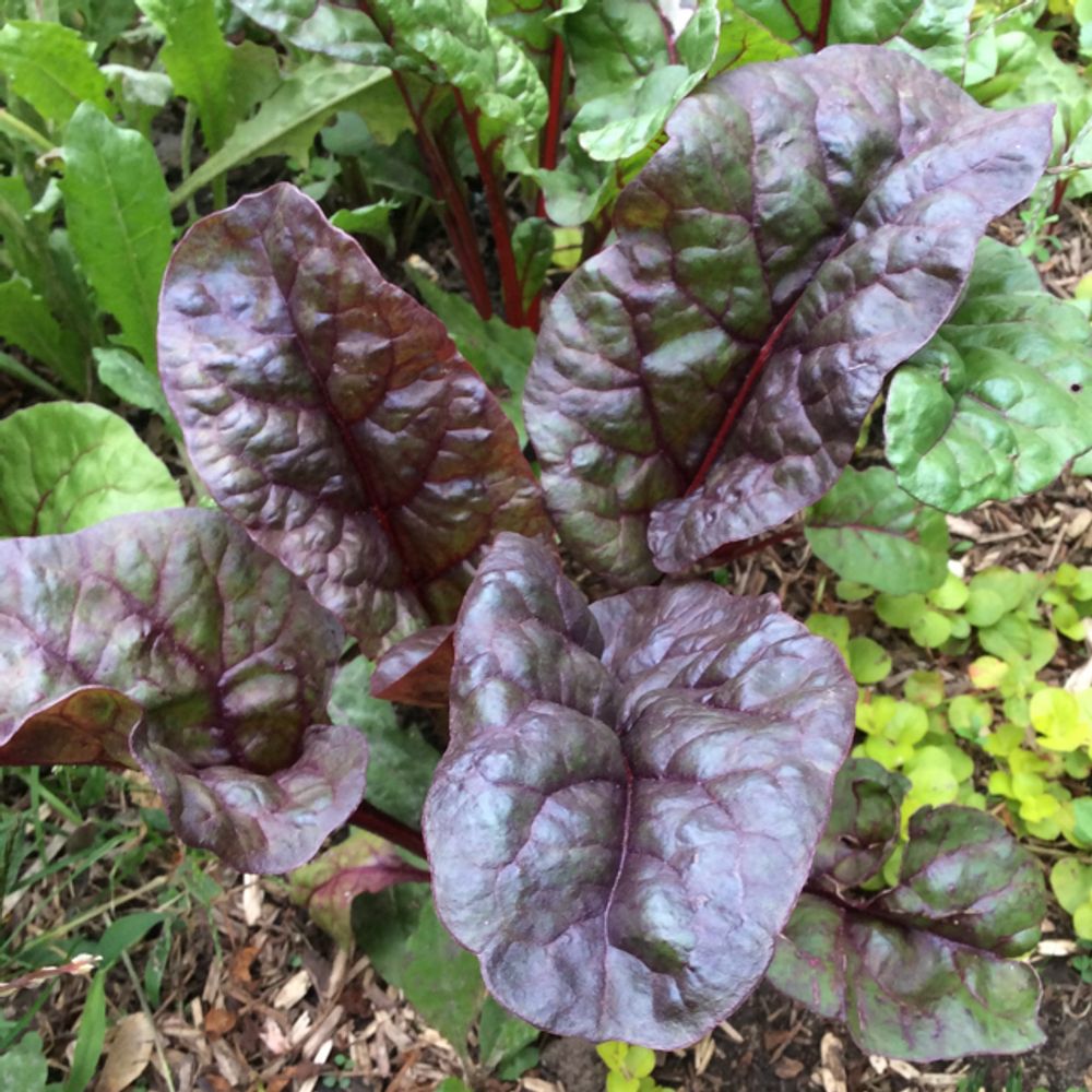 Beet