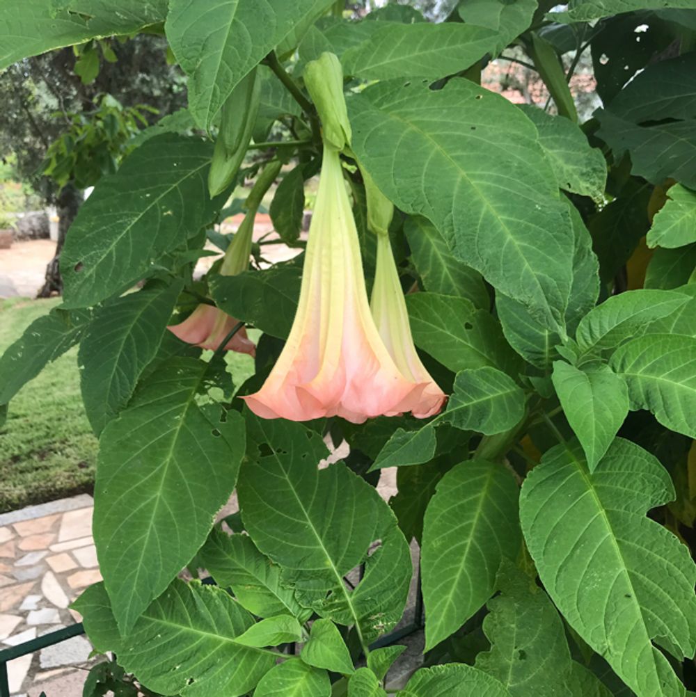Angel's trumpet