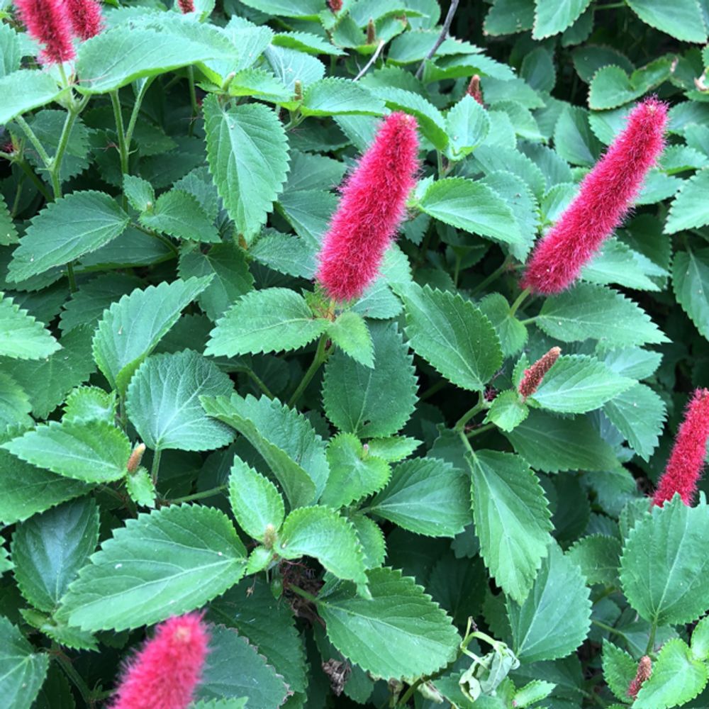 Chenille plant