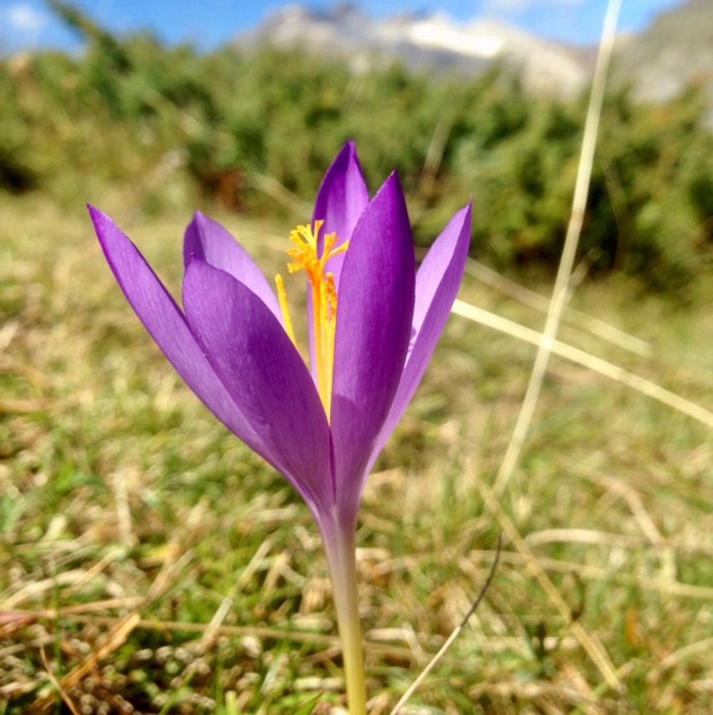 Snow crocus