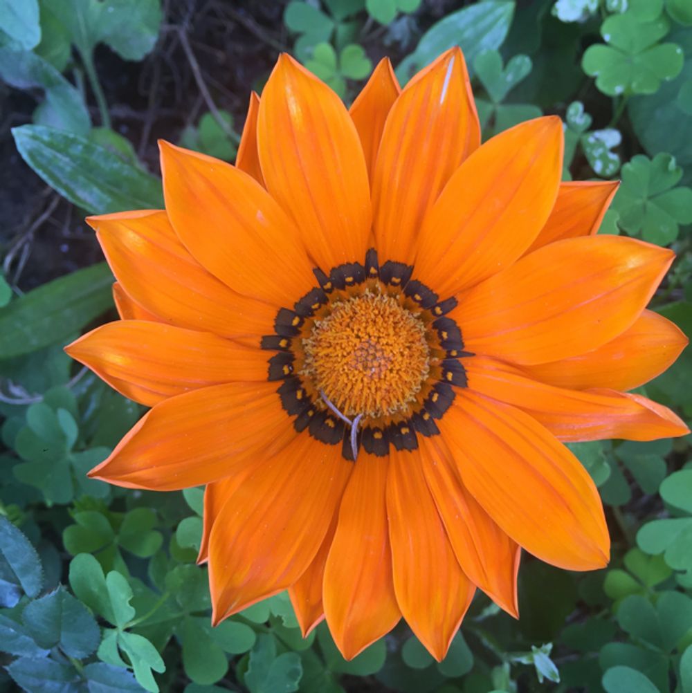Treasure flower
