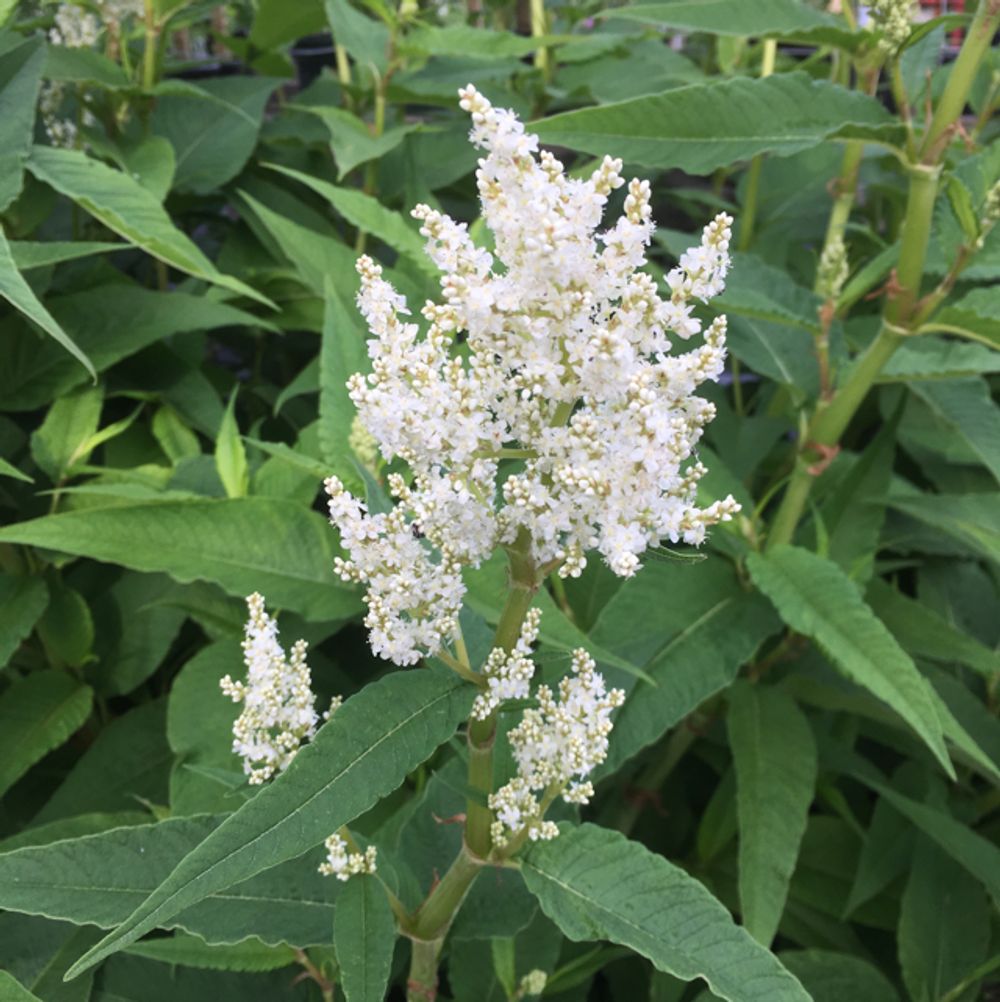 False spirea