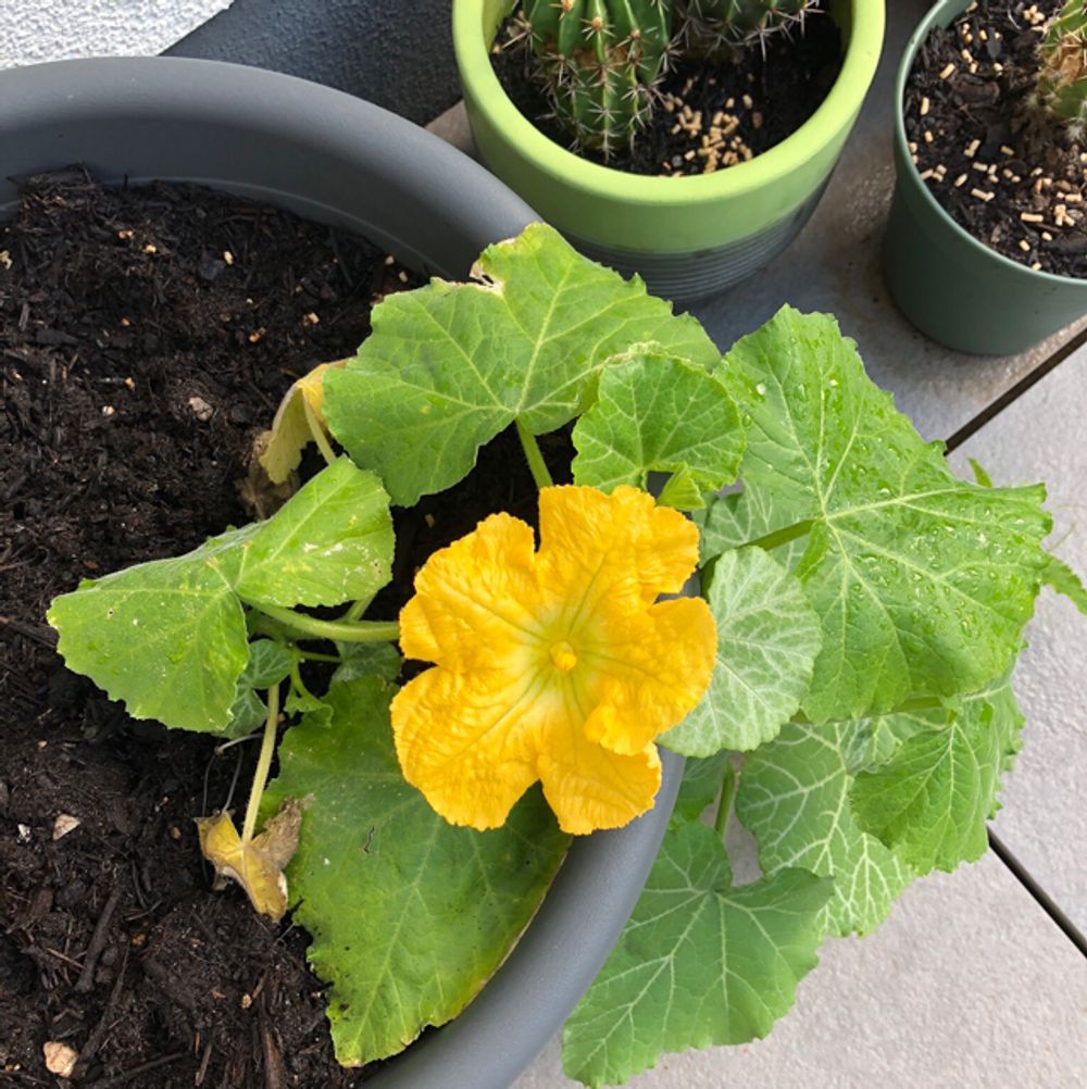 Pumpkin