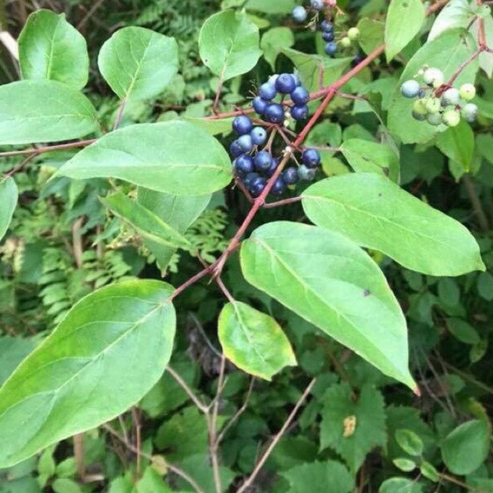 Swamp dogwood