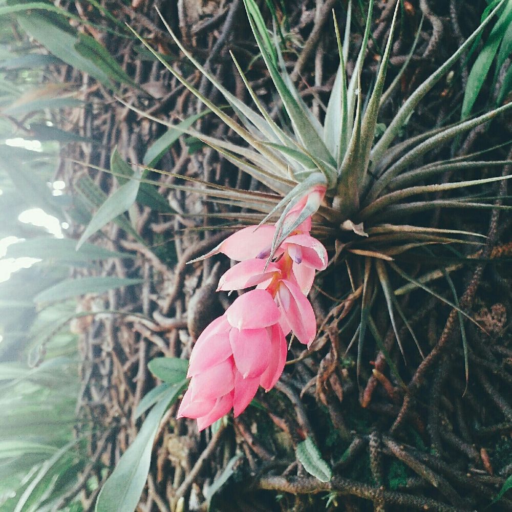 Sky plant