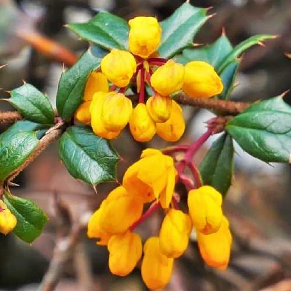 Barberry