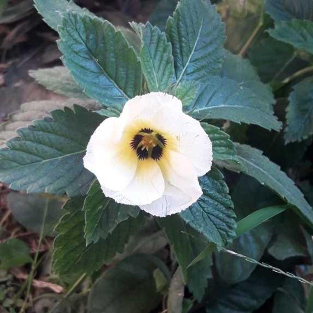 White buttercup