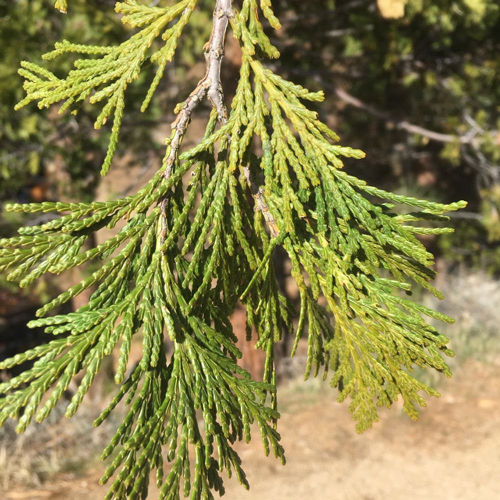 Incense cedar (Calocedrus decurrens) - Image 1 of 10
