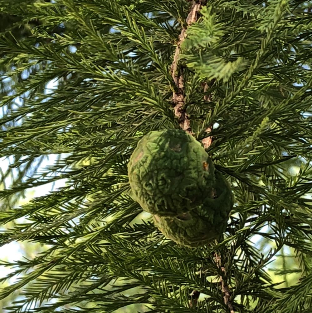Giant sequoia