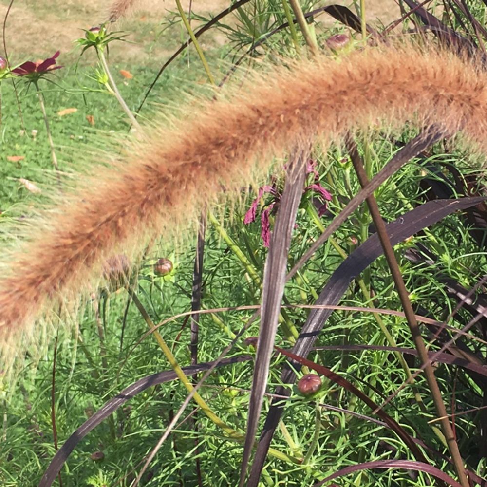 Mission grass