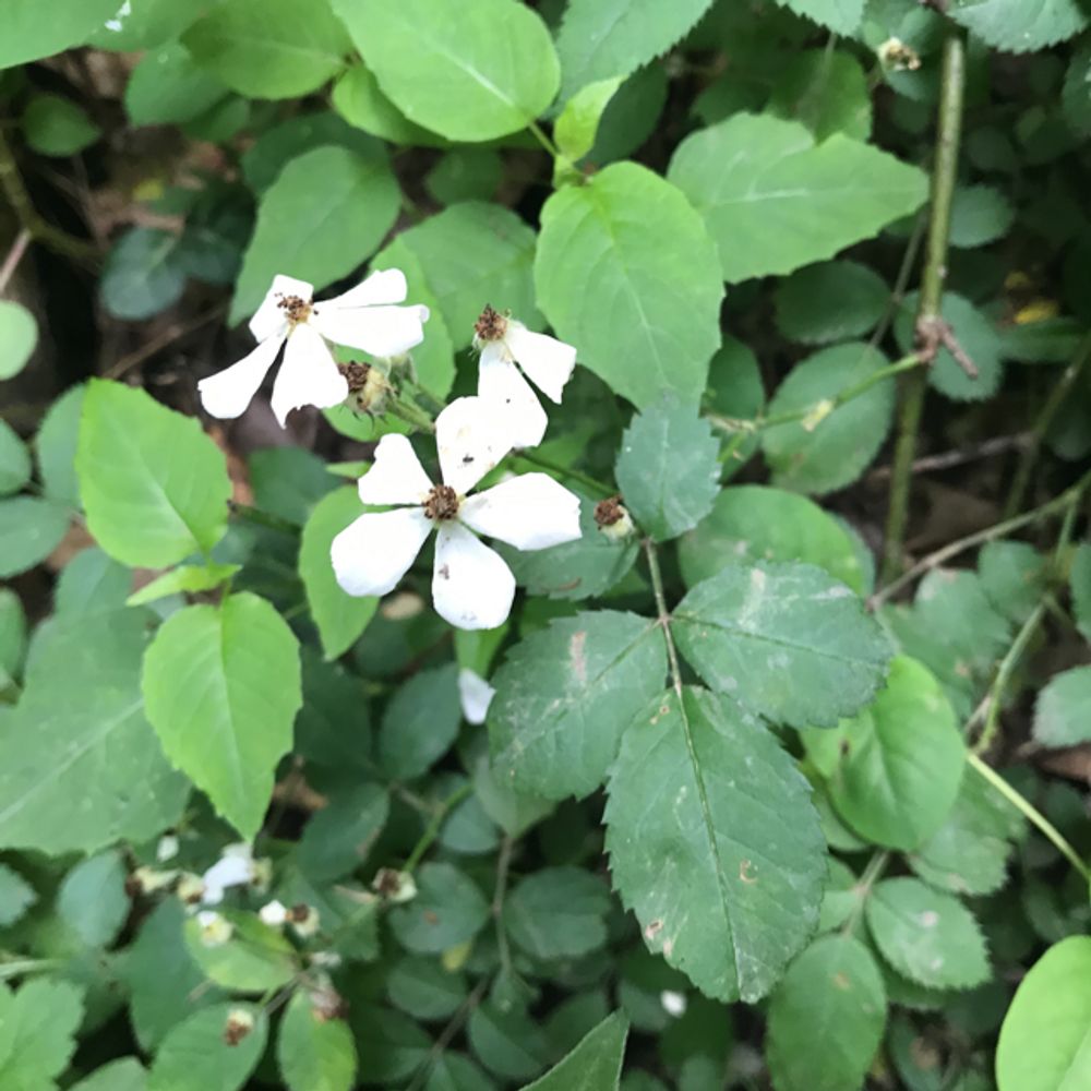 Multiflora rose