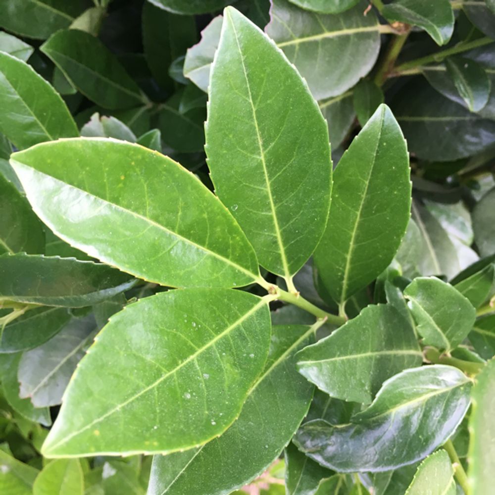 Bay laurel