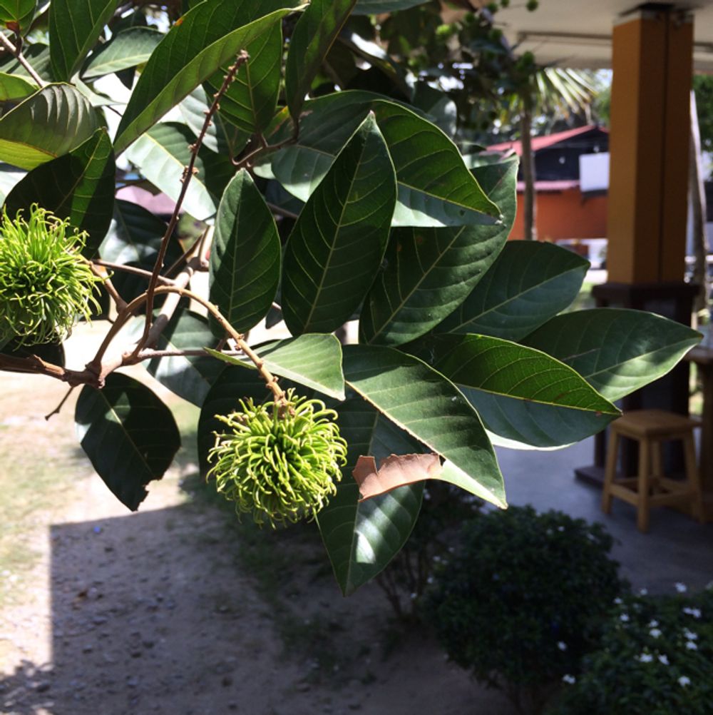 Rambutan