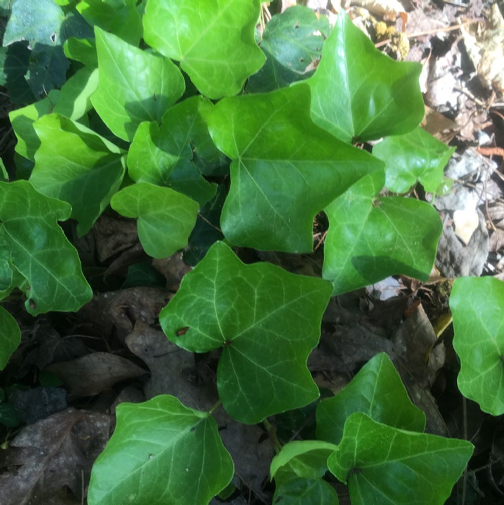 How to care for Algerian ivy - Complete Plant Care Guide | PlantSnap -  Plantsnap - Identify Plants, Trees, Mushrooms With An App