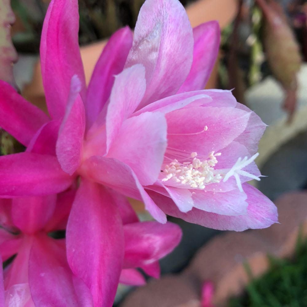 Orchid cactus