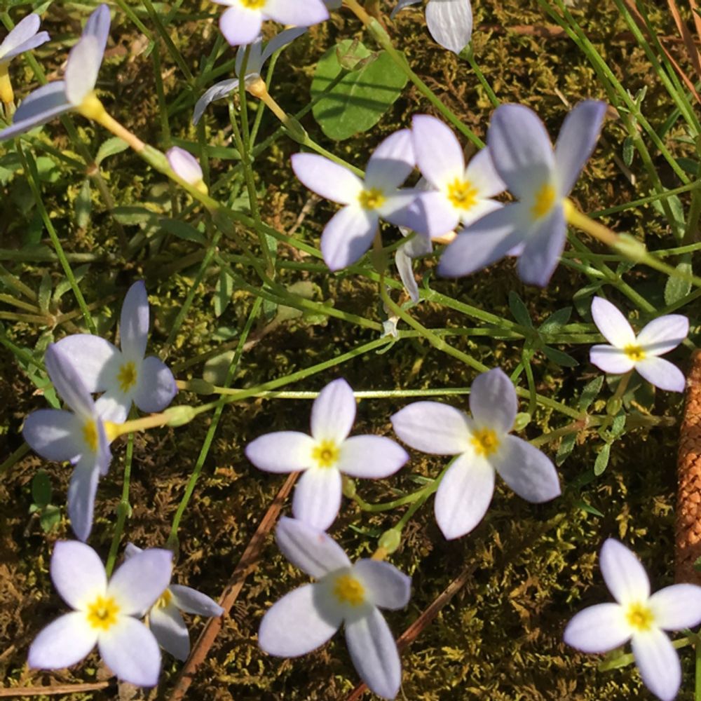 Azure bluet (Houstonia caerulea) - Image 1 of 10
