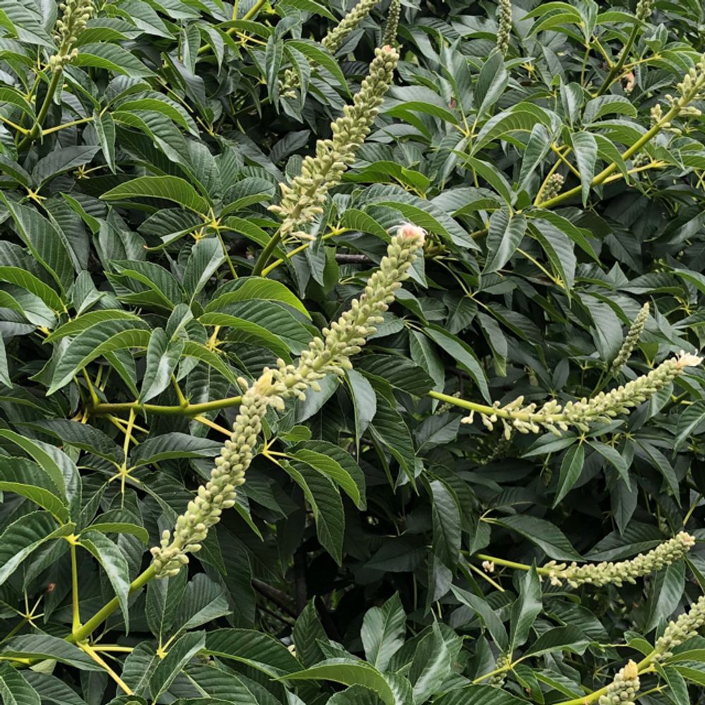 California buckeye (Aesculus californica) - Image 1 of 10