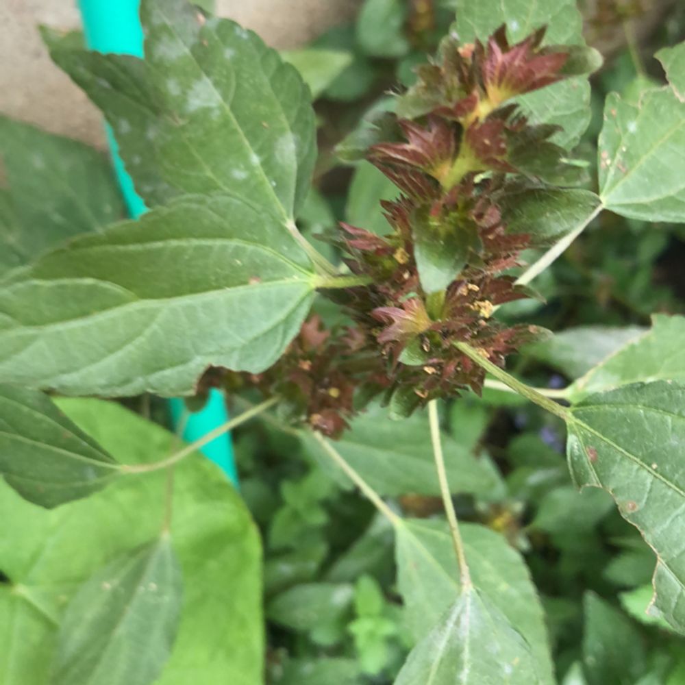 Chocolate weed