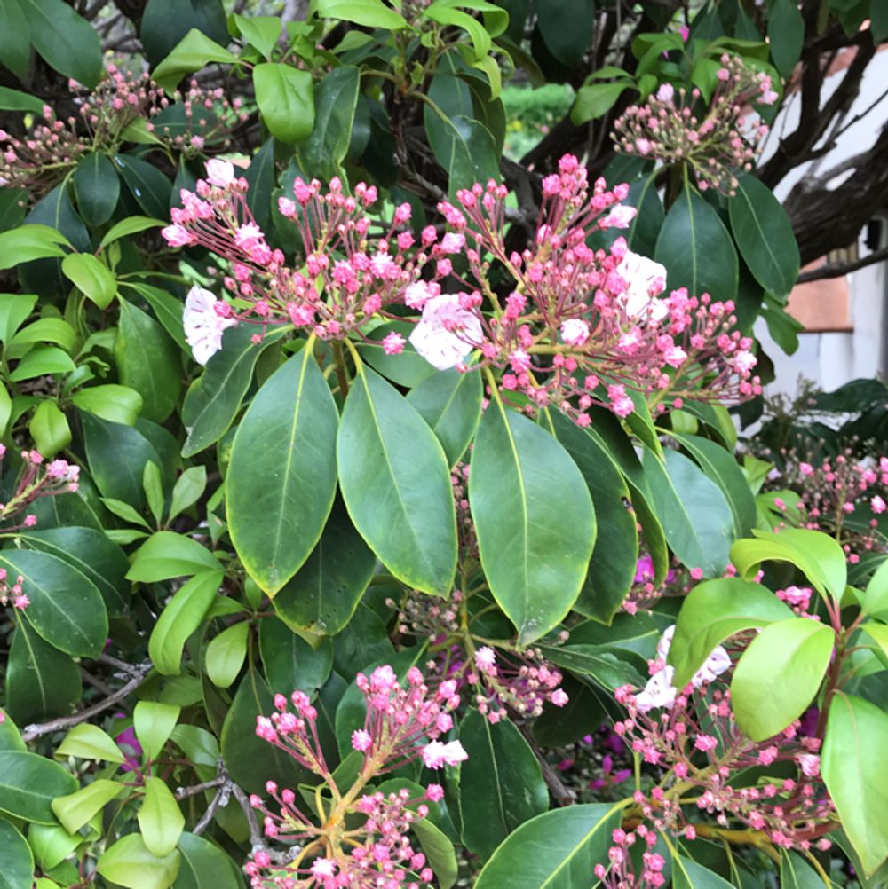 Mountain laurel