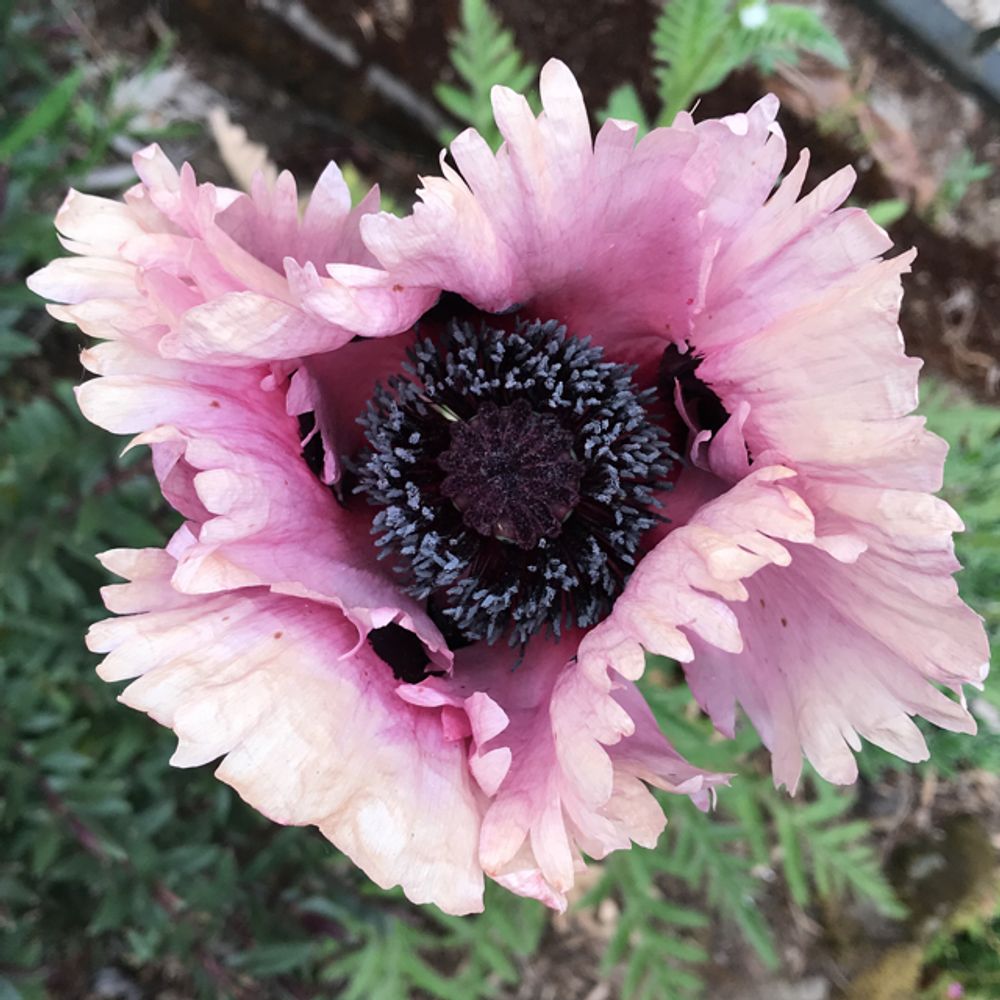 Opium poppy