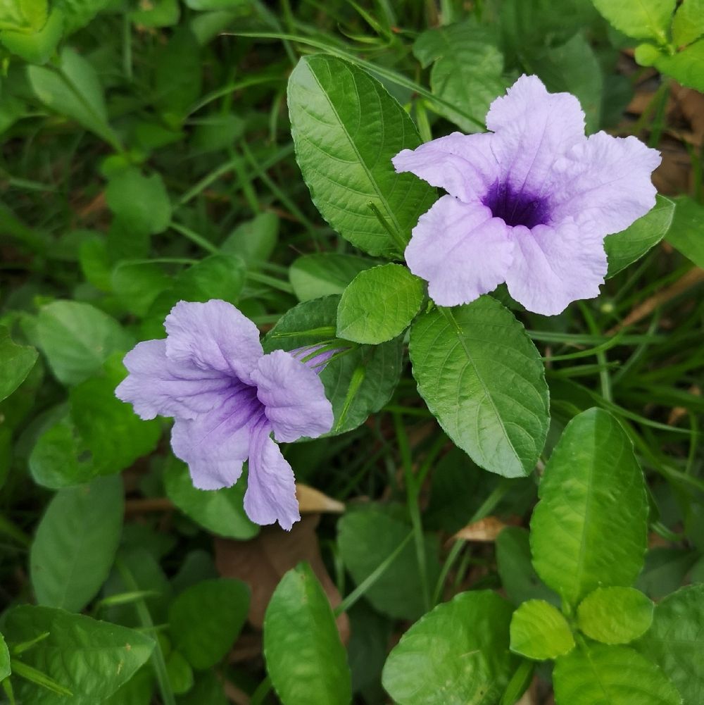 Minnieroot (Ruellia tuberosa) - Image 1 of 10