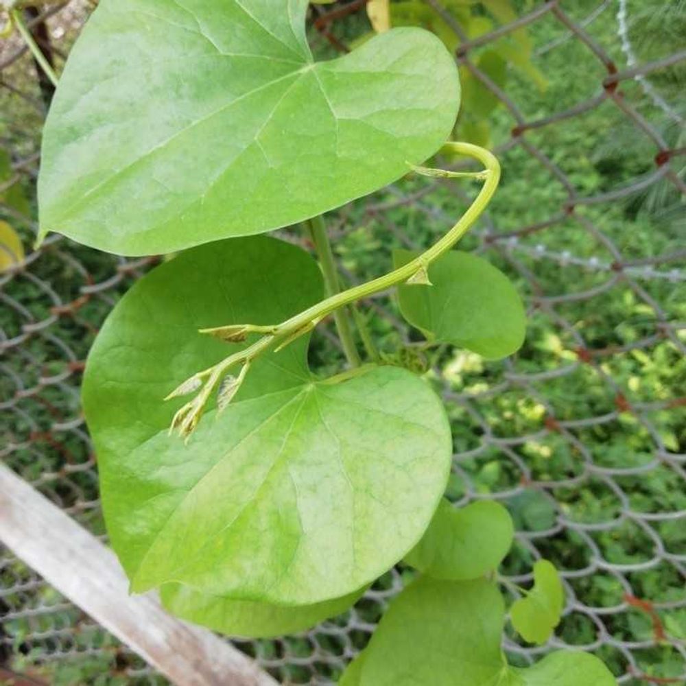 Heart-leaved moonseed (Tinospora cordifolia) - Image 1 of 10