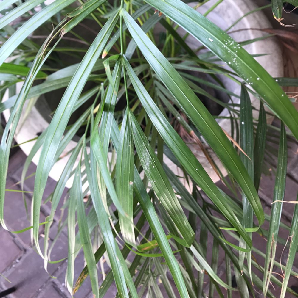 Areca palm