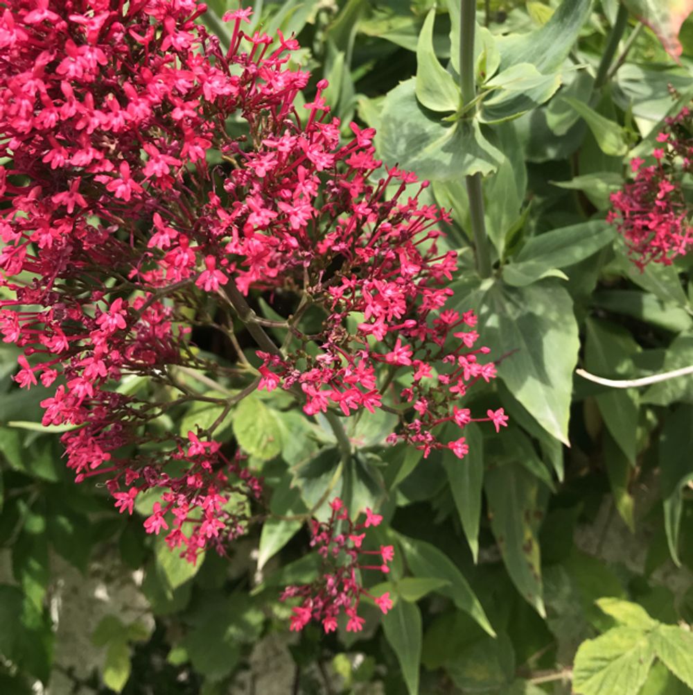 Red valerian