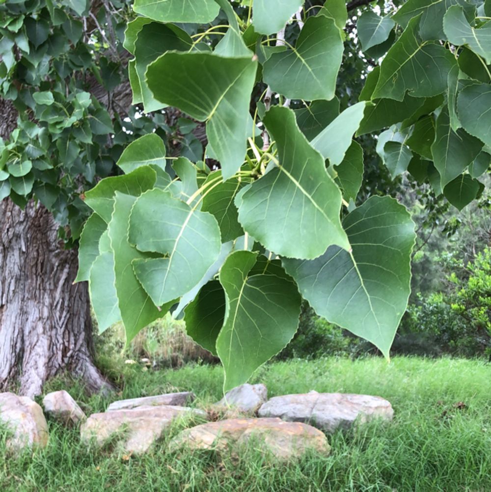 Canadian poplar - Plantsnap - Identify Plants, Trees, Mushrooms With An App, image size:1000x1002