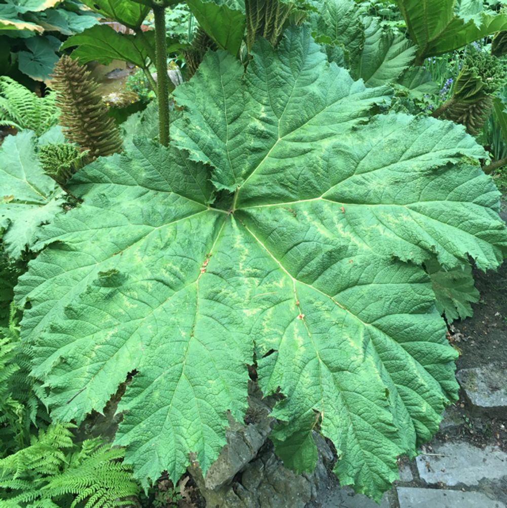 Giant rhubarb