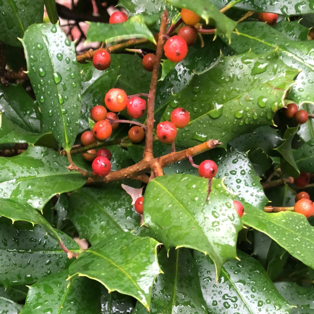 American holly