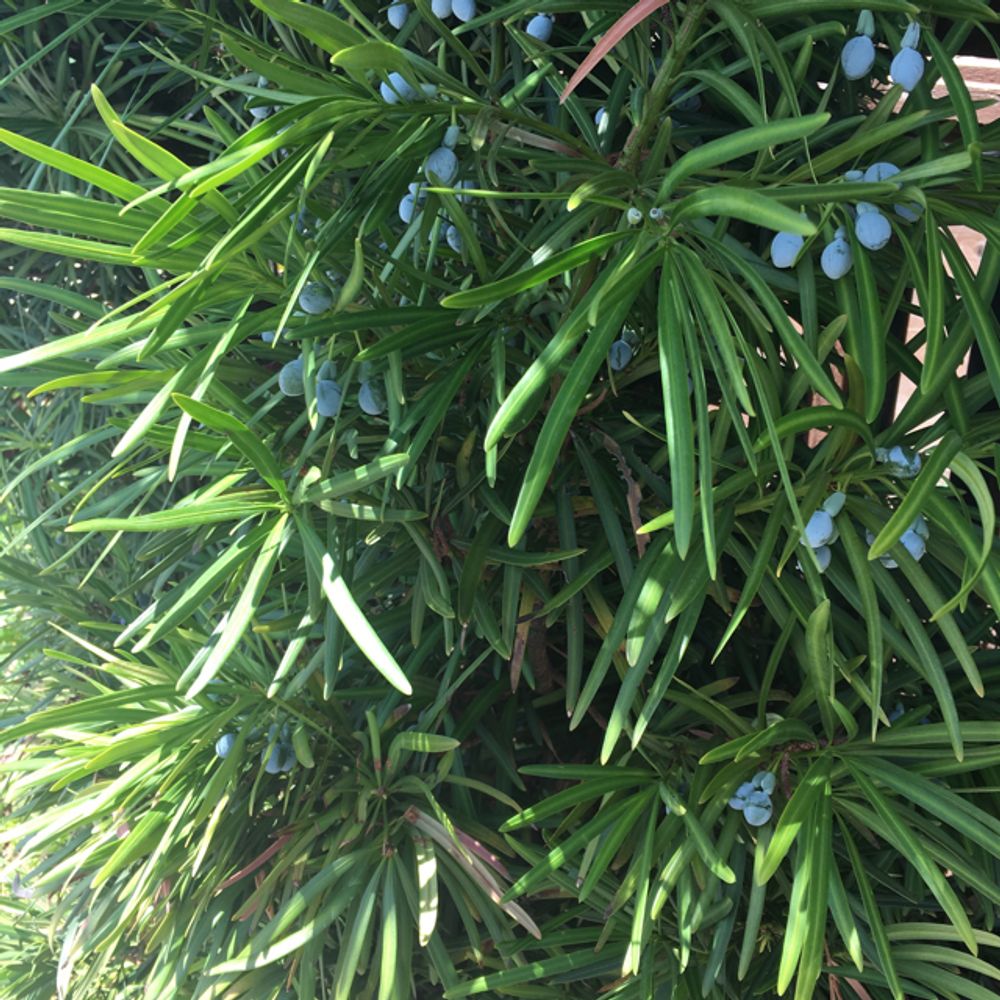 Illawarra plum (Podocarpus elatus) - Image 1 of 10