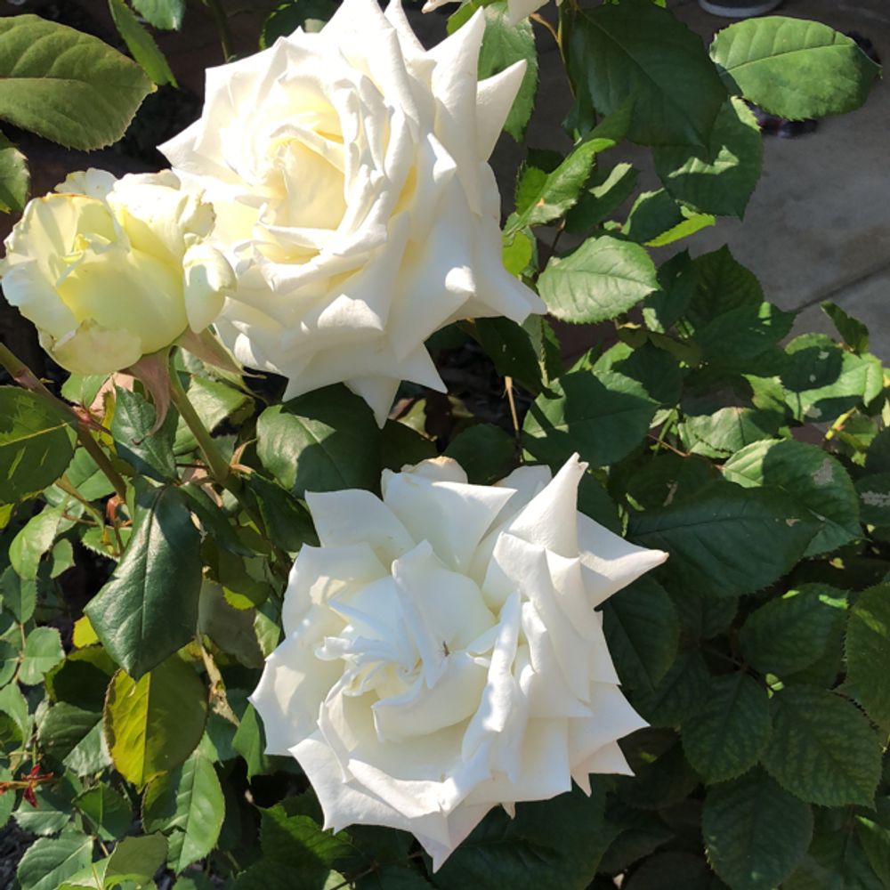 Iceberg rose