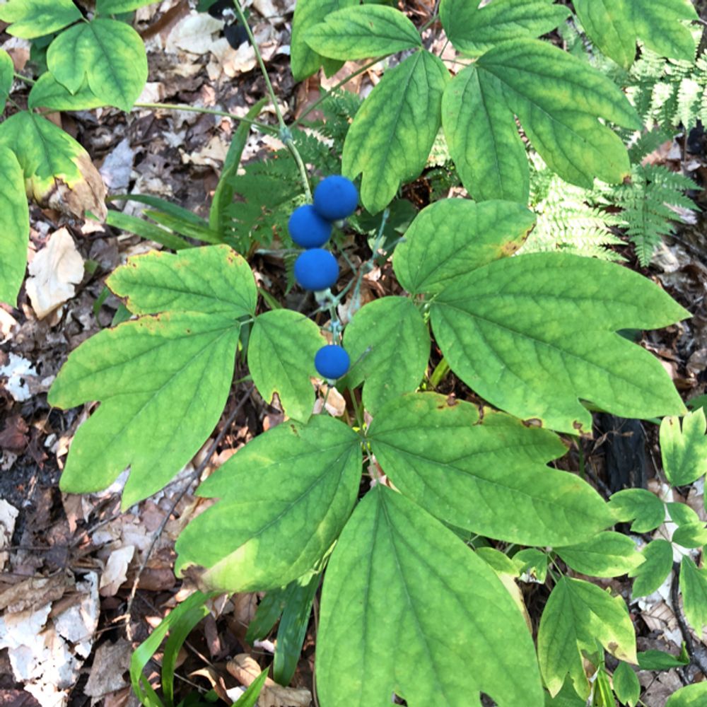 Blue cohosh