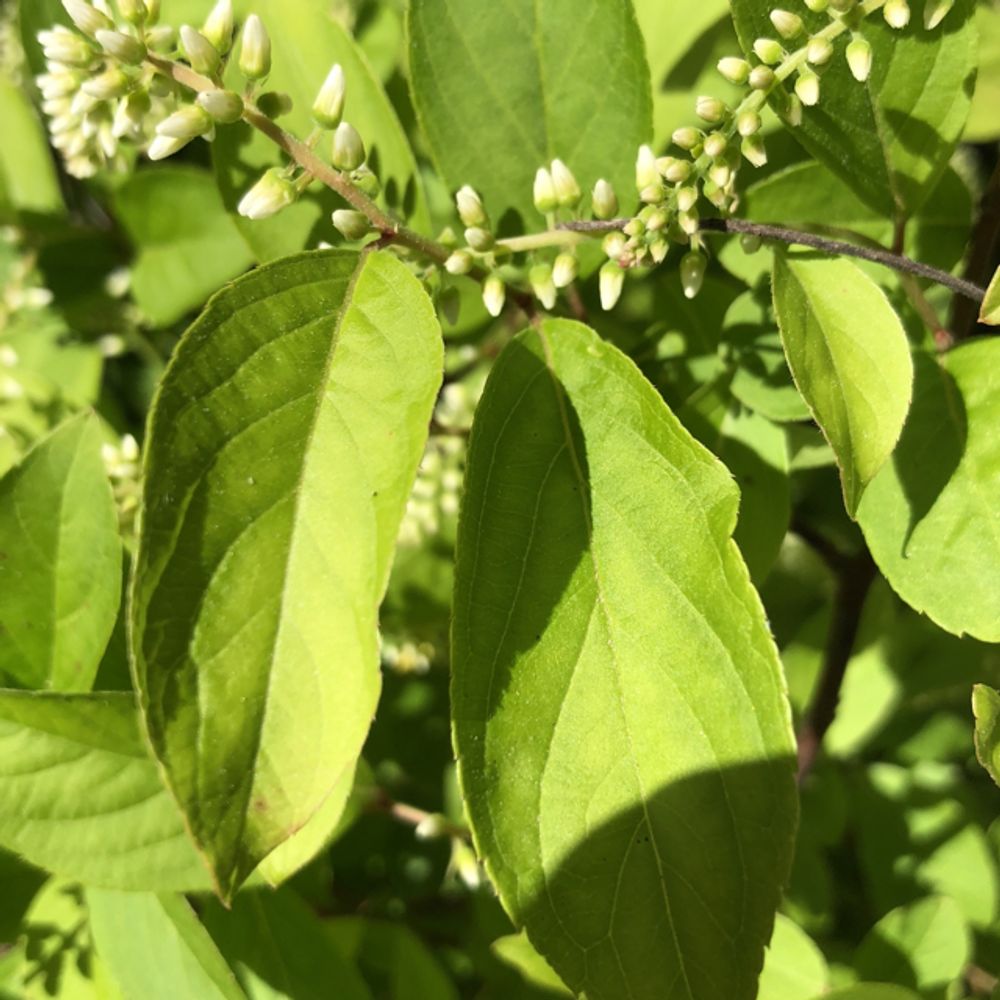 Fiddleback Tree How to care for Fiddlewood - Complete Plant Care Guide | PlantSnap ...