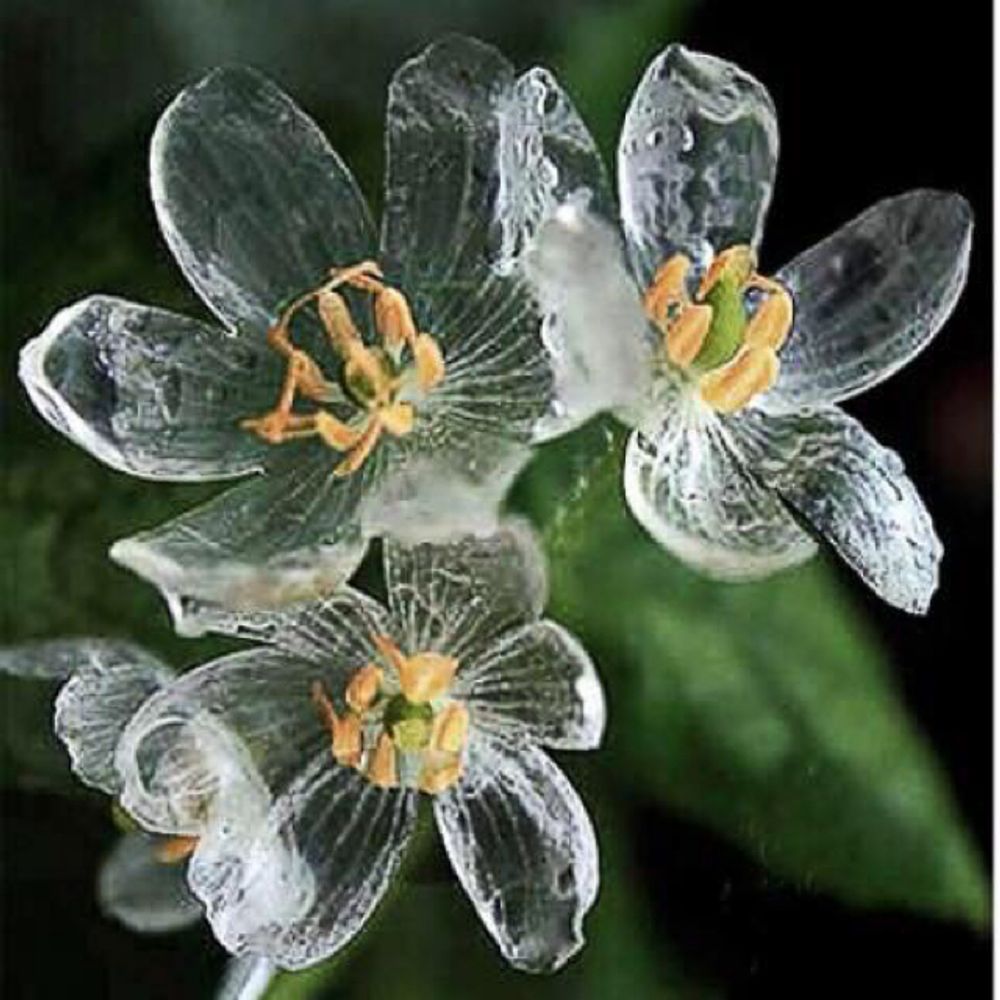 Skeleton flower
