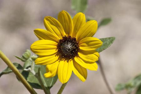 Prairie sunflower