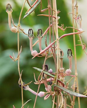 String of needles